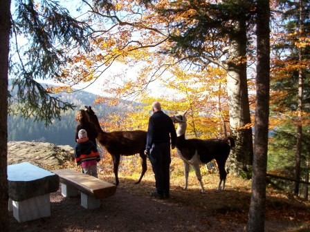 Lama- Wanderungen im Schwarzwassertal